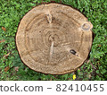 就在樹樁上方，您可以在那裡看到木紋 82410455