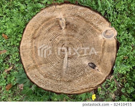 Just above the stump where you can see the grain of wood Just above the stump where you can see the grain of wood 82410455