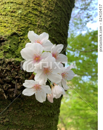 Cherry blossoms, greenery and blue sky 82410457