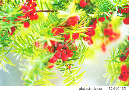 Yew tree onco red fruit plant Yew tree onco red fruit plant 82410485