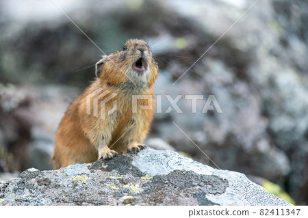 張開嘴哭的蝦夷兔 張開嘴哭的蝦夷兔 82411347