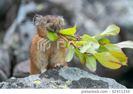 拿著植物的蝦夷兔 82411350