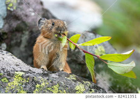 Ezonaki rabbit holding a plant 82411351