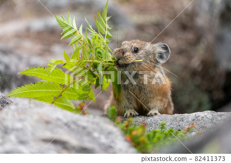 Ezonaki rabbit holding a plant for hoarding activities 82411373