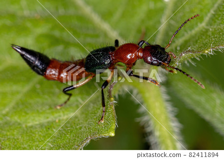 Adult Whiplash Beetle 82411894