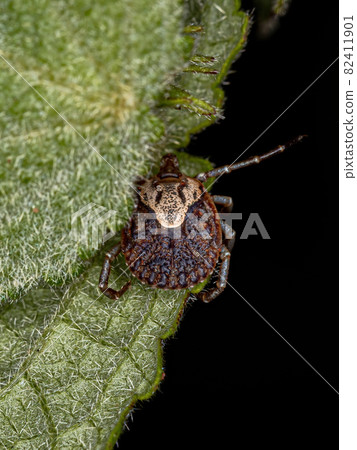 Female Adult Cayenne Tick 82411901