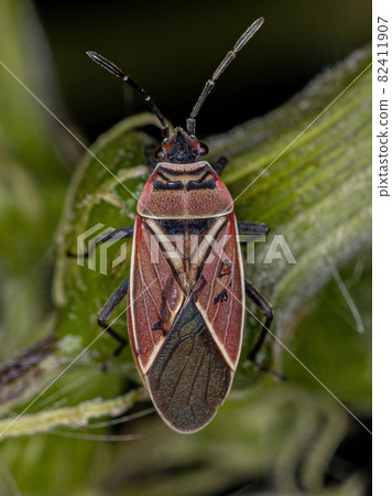 Adult White-crossed Seed Bug Adult White-crossed Seed Bug 82411907