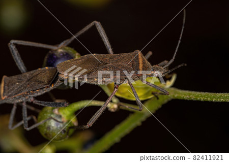 Adult Leaf-footed Bug Adult Leaf-footed Bug 82411921