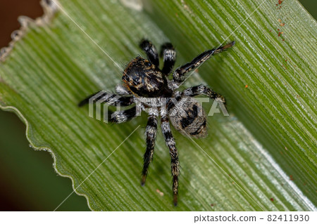 Adult jumping spider 82411930