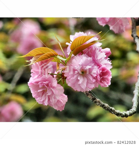 Japanese tradition! Yae Sakura 82412028