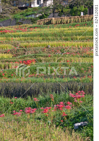 Autumn terraced rice fields << Chichibu-gun >> Autumn terraced rice fields << Chichibu-gun >> 82412081