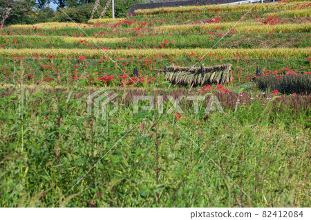 Autumn terraced rice fields << Chichibu-gun >> Autumn terraced rice fields << Chichibu-gun >> 82412084