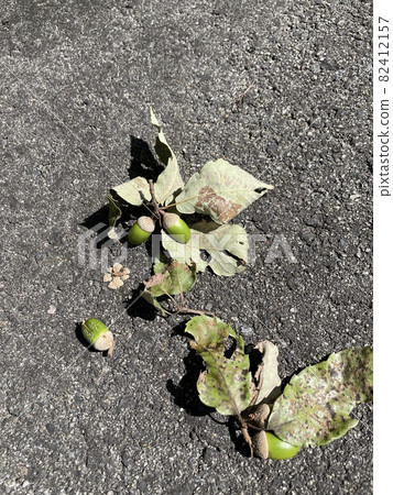 Acorn grave visit, countryside, fell on the roadside 82412157