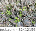 Gardening succulent beautiful healing 82412159