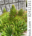 Succulent gardening healing cute 82412161