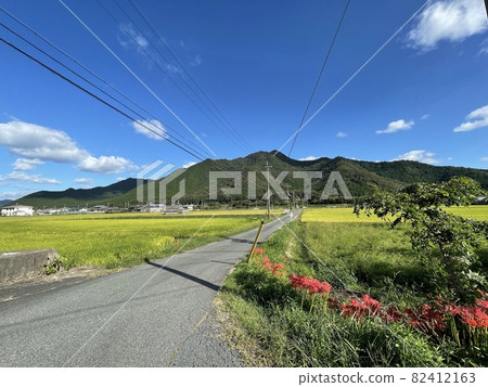 Cluster amaryllis, grave visit, drive, countryside, fine weather 82412163