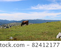 Shikoku Karst and grazing cows 82412177
