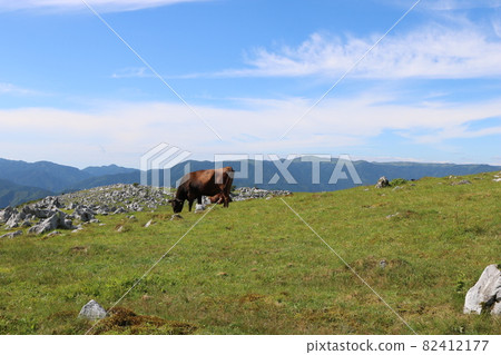 Shikoku Karst and grazing cows Shikoku Karst and grazing cows 82412177