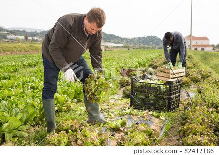 Mature man picking harvest of fresh green lettuce to crate Mature man picking harvest of fresh green lettuce to crate 82412186