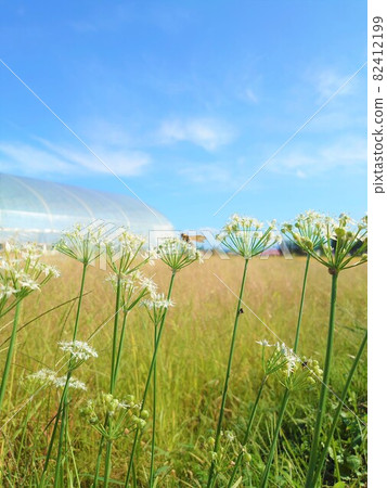 Grandpa's field Grandpa's field 82412199