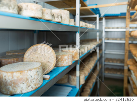 Shelf stands with heads of goat cheese in ripening chamber on cheese factory Shelf stands with heads of goat cheese in ripening chamber on cheese factory 82412630