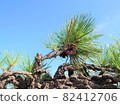 Pine tree and pine cone and sky ② (horizontal) 82412706