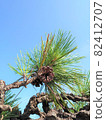 Pine tree and pine cone and sky ① (vertical) 82412707