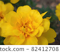 Marigold flower (yellow) 82412708