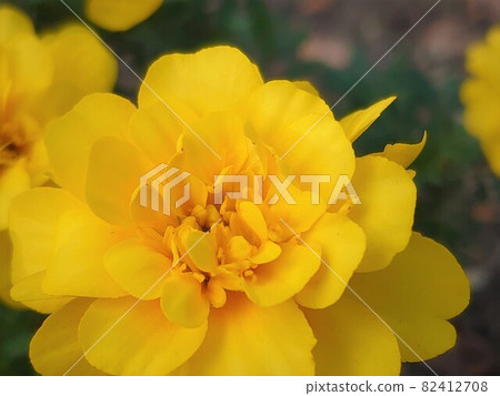 Marigold flower (yellow) 82412708