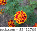 Flowerbed marigold (yellow / enji) 82412709