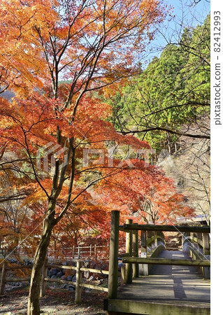 秋天的樹木和小中川的玄塔橋 秋天的樹木和小中川的玄塔橋 82412993