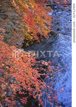 Autumn leaves trees and Konaka River Autumn leaves trees and Konaka River 82412994
