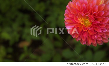 Bright pink flowers Bright pink flowers 82413445