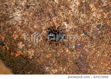 Small jumping spider Small jumping spider 82413800