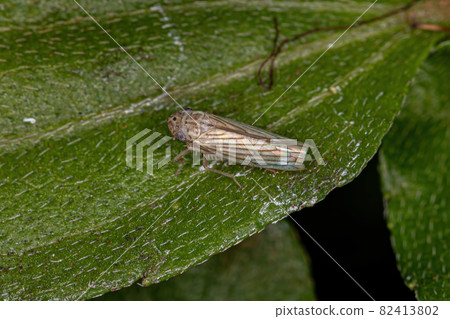 Adult Sharpshooter Insect 82413802