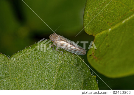Adult Sharpshooter Insect 82413803