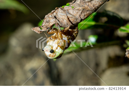 Abra Zemi的出現 82413914