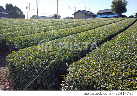 Sayama tea's tea plantation 82414753