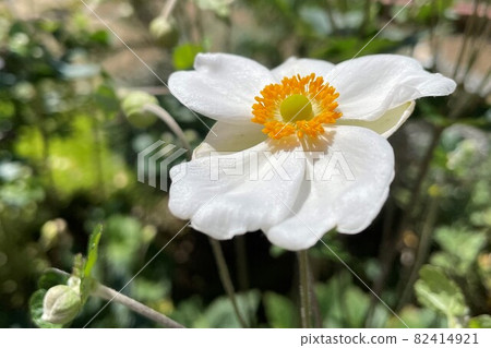 雖名為修明菊和菊,卻是海葵的一員。 雖名為修明菊和菊,卻是海葵的一員。 82414921
