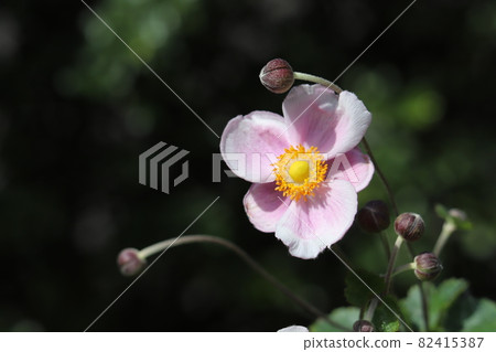 Pink flowers of Japanese anemone blooming in the autumn garden 82415387