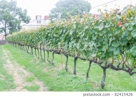 Vineyard Vineyard 82415426