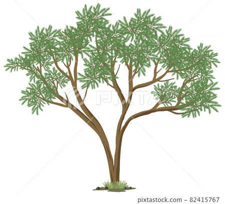 Isolated big tree on white background Isolated big tree on white background 82415767