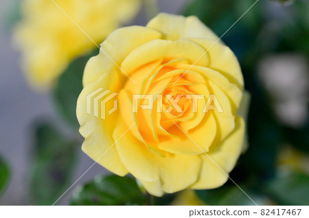 Rose variety name "Golden Flash" 82417467