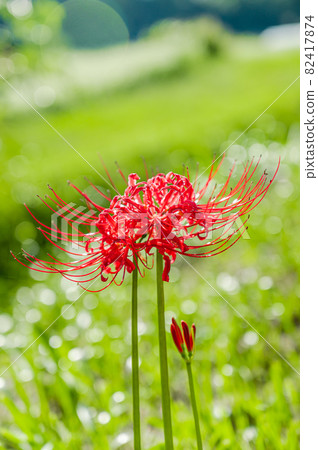 Cluster amaryllis shining in the sun Cluster amaryllis shining in the sun 82417874