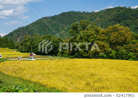 Rice field during rice harvesting season Azumino City 82417901