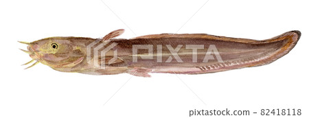 Plotosus japonicus 條紋鰻鯰魚水彩插圖 82418118