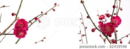 紅梅花的寬照片 紅梅花的寬照片 82419596