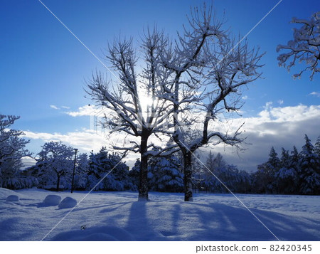 與日出和雪的樹 82420345