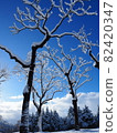 冰雪覆蓋的樹木和藍天 82420347