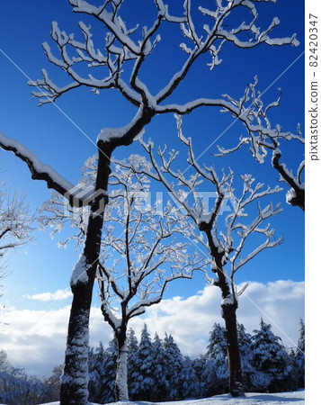 冰雪覆蓋的樹木和藍天 82420347